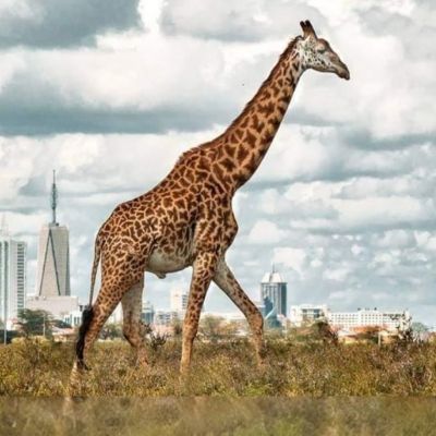 معهد التكنولوجيا الهندي في كينيا 2025